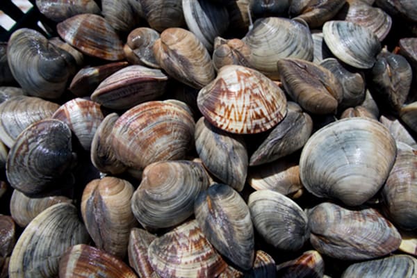 Clams