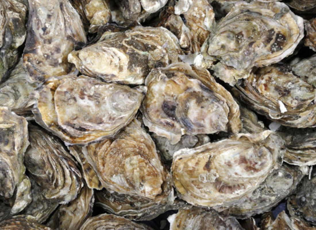 Florida Oysters