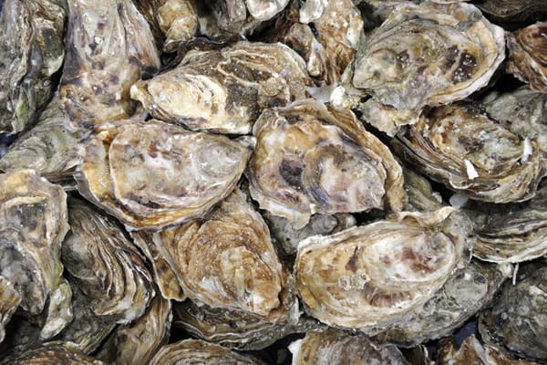 Florida Oysters