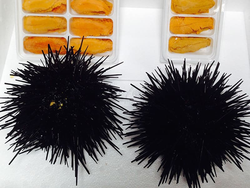 Sea Urchin - Uni Roe