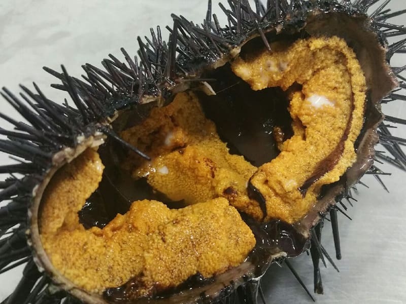 Baja Sea Urchin